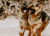 Picture of PetPosters+ Team