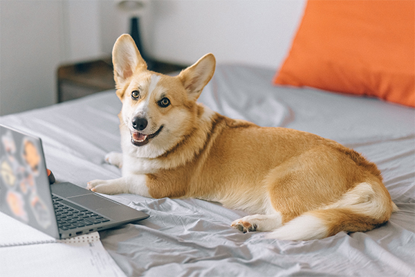 PetPosters+ blog