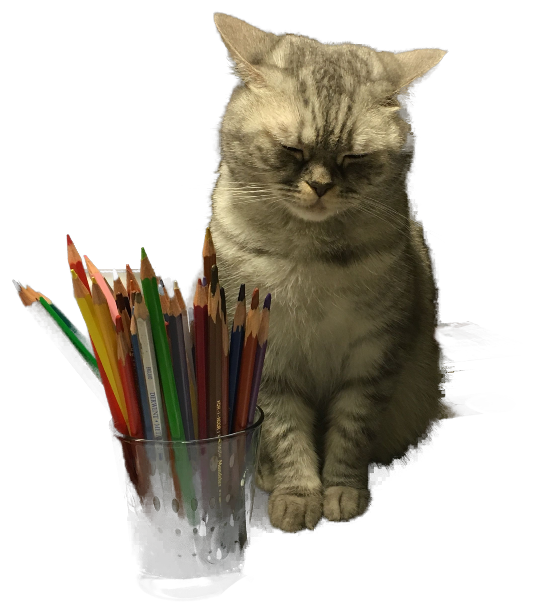 cat_pencils_transparent