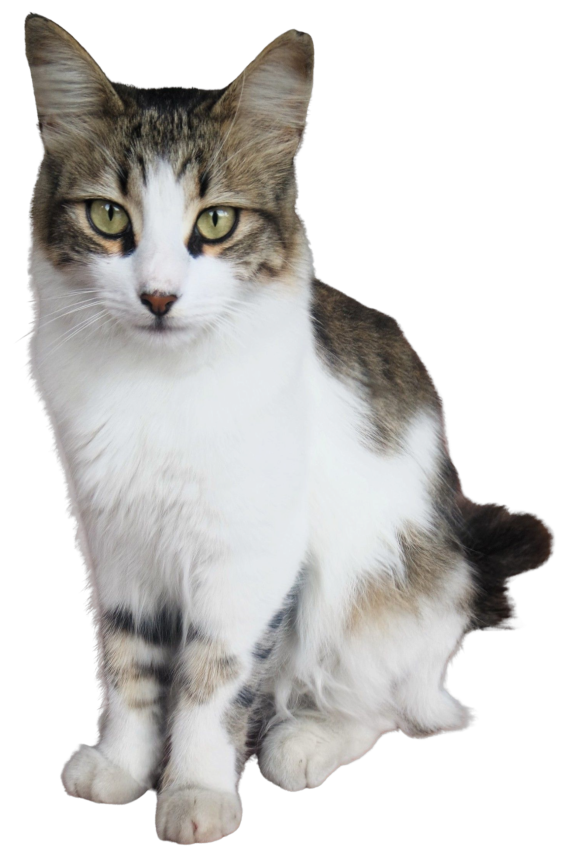 cat_sitting_2