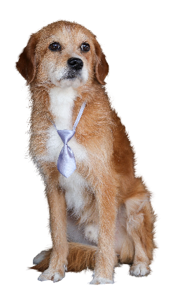 dog with tie