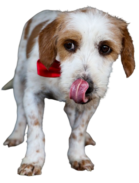 dog with tongue
