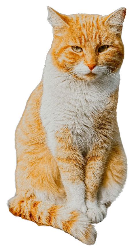 orange_tabby_transparent